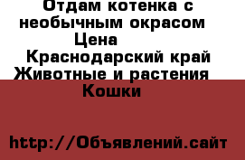 Отдам котенка с необычным окрасом › Цена ­ 99 - Краснодарский край Животные и растения » Кошки   